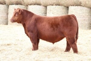 W/C TRUTH BE TOLD 6038L