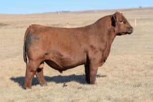 ROSE WEBR Powerglide