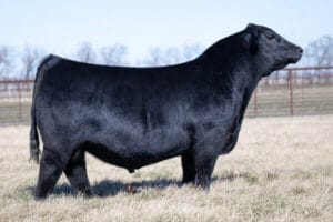 PVF BULLETPROOF 2051