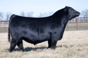 PVF BULLETPROOF 2051