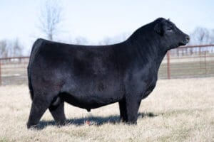 PVF CAPONE 2104