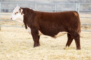 Churchill Equity 3316L ET