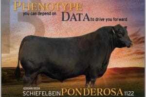Schiefelbein Ponderosa 1122