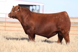Duff Cinch 23270