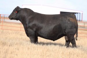 DUFF PROVIDENCE 23238