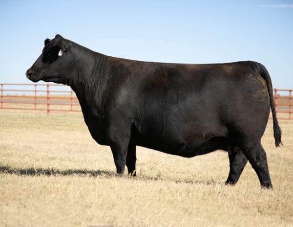 DUFF LANDMAN 2373 - Image 2