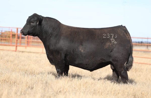 DUFF LANDMAN 2373