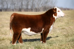 SILO H18 BRANDSTON 2404 ET