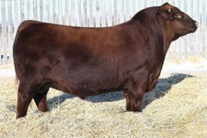 RED WILBAR HENNESSY 3K