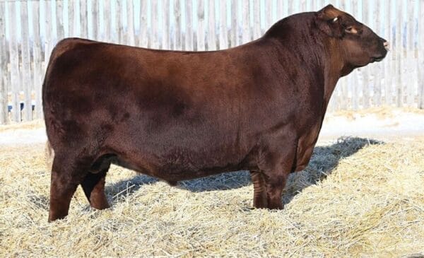 Red Wilbar Hennessy 3K