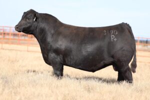 Duff Peacemaker 3190