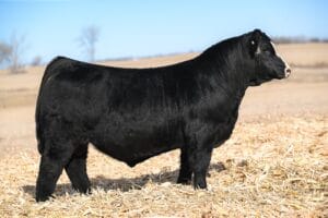 JWC WESTERN FEEL 354M