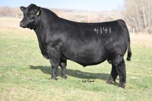 McCumber Glory Bound 4141