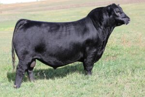 BROOKING RADVILLE 2208