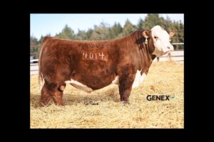 STELLPFLUG NEXT STEP