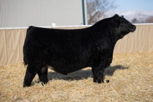 WHEATLAND ROYAL MERCHANT 4177M