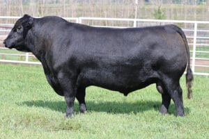 BROOKING NEXT GENERATION 1038