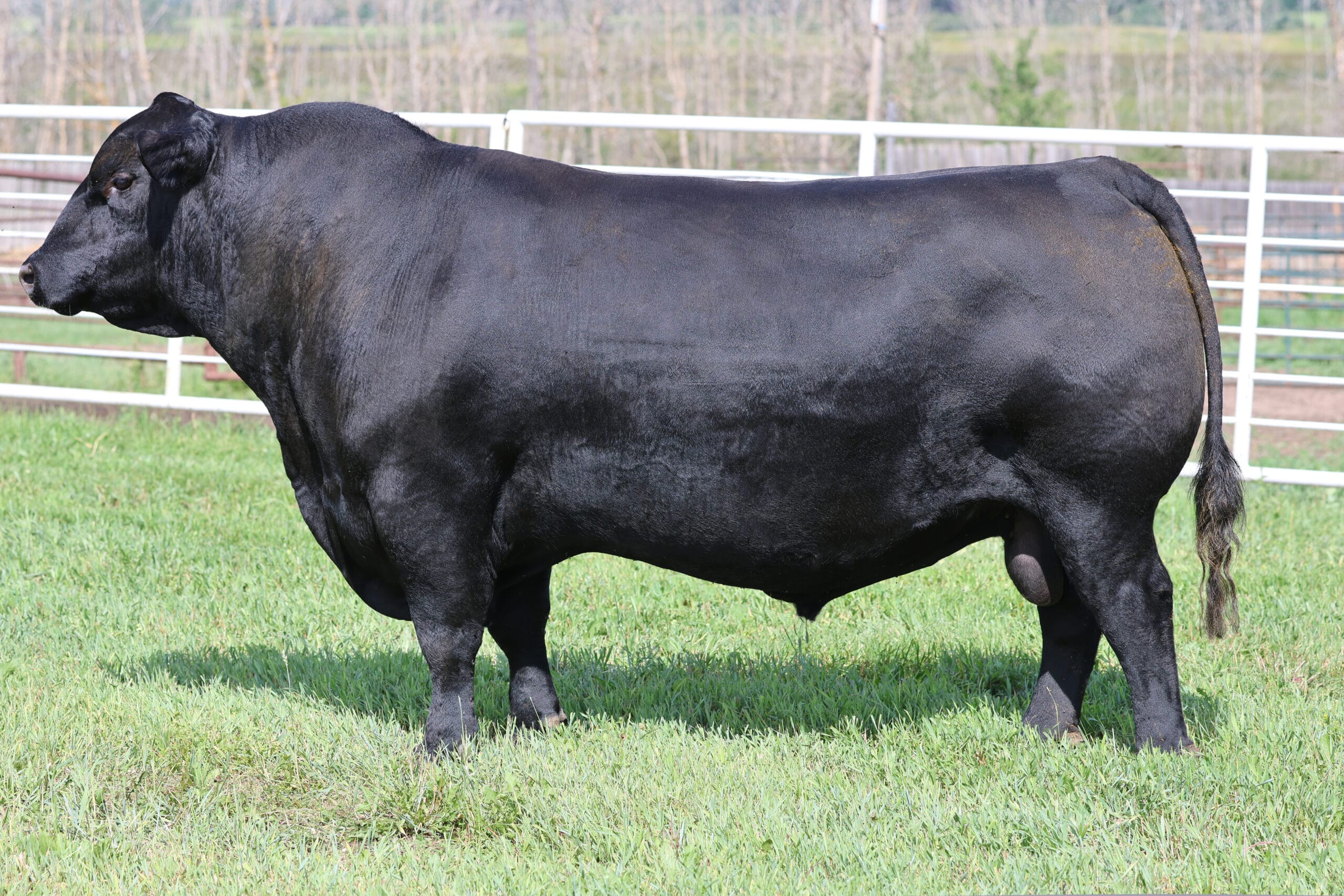 BROOKING NEXT GENERATION 1038