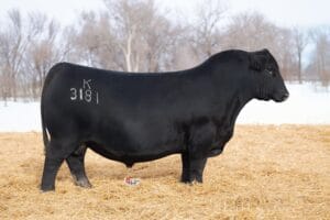 KOUPALS B&B DIVERSE 3181