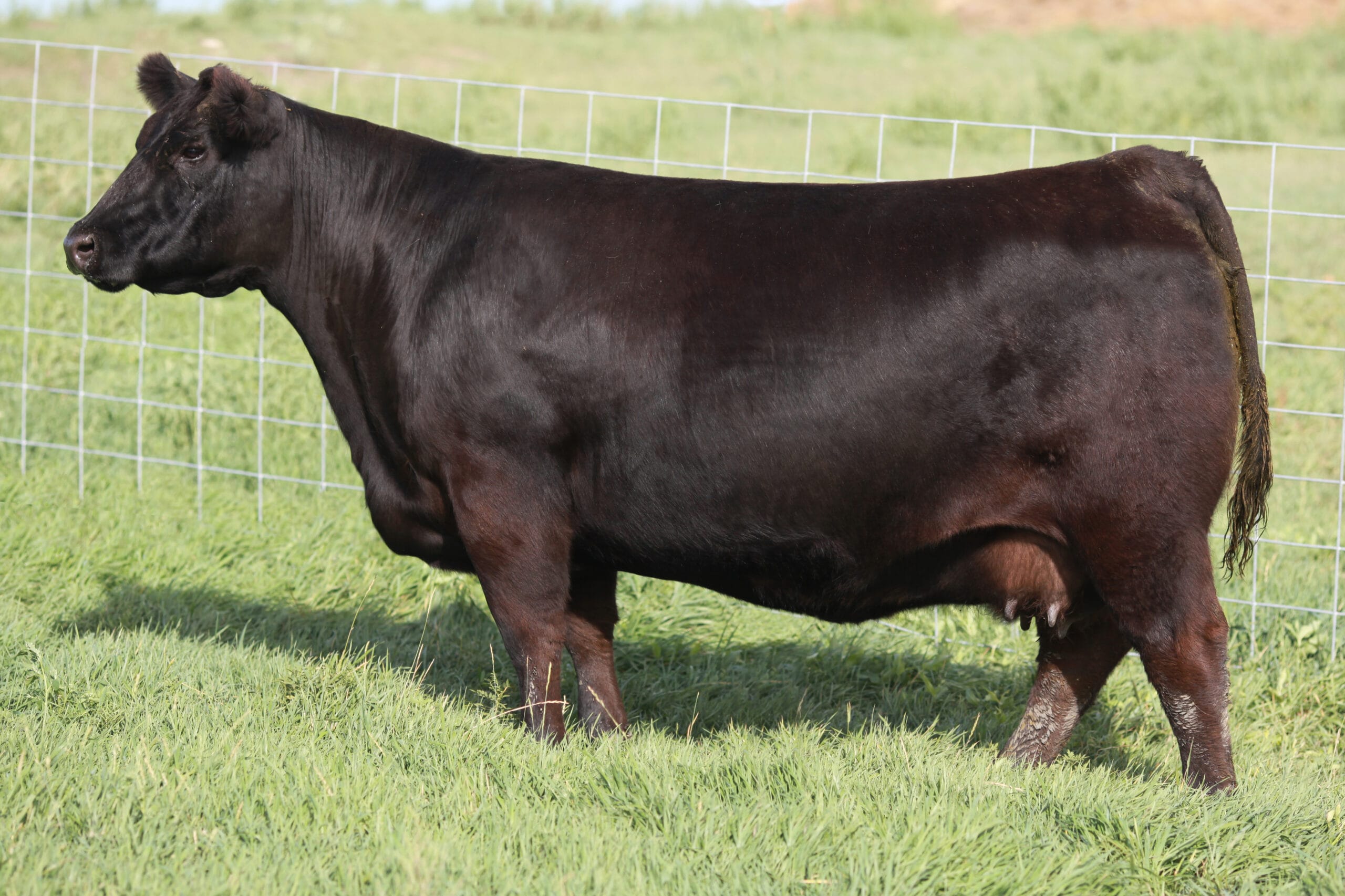 BROOKING NEXT GENERATION 1038 - Image 2