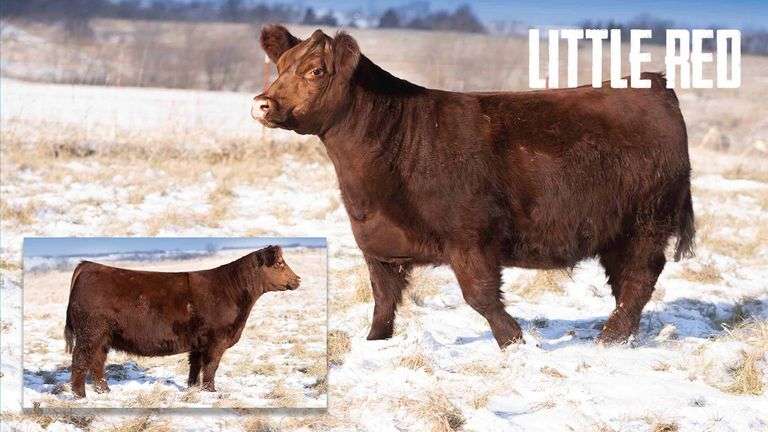 GOLDEN RULE - Image 3