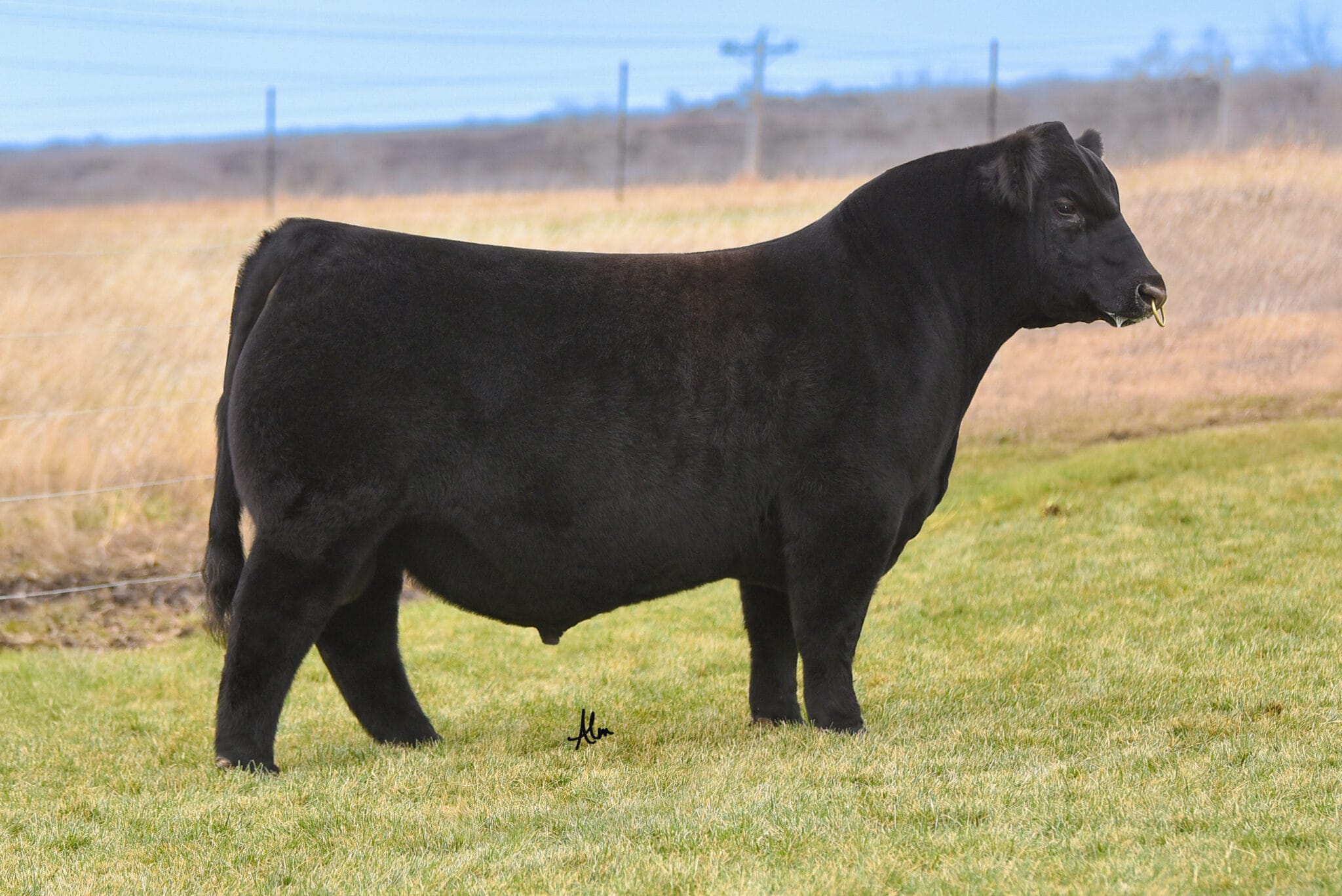 CJ INSTINCT 94 – Premium Beef Genetics