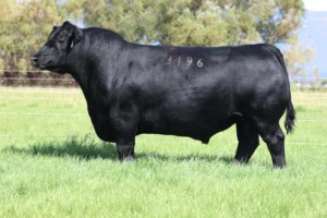 COLEMAN DOUBLE DOWN 3196