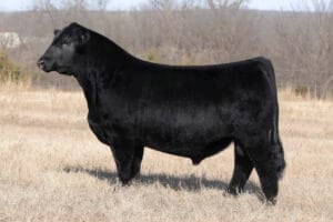 JSUL ON THE ROCK 4651M