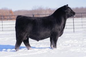 WALSH BACK ON BUSINESS 15M