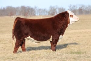 PERKS PRCC 0039 GHOSTWOOD 3016