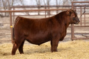 TC WDZ KAMIKAZE 2506