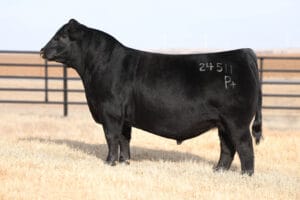 DUFF WALK THE LINE 24511