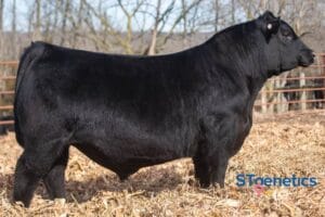 MAPLECREST MASTERCLASS