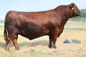 BIEBER PAYCHECK K102