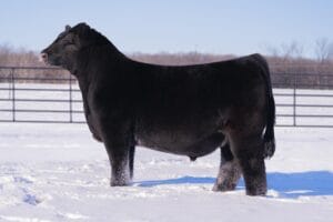 CPW WALSH STAND ALONE 99N