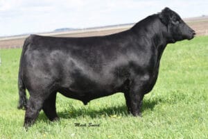 PVF SURVEILLANCE 4129