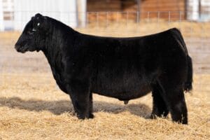 NAGE WE THE PEOPLE 110N