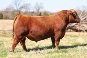 DUFF COMANCHE 24191