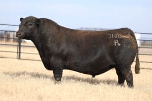 DUFF HARMONY 3180