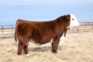 CRR 1443 SUNDOWN 448