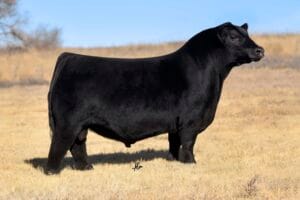 HASSON WOODBINE 2024