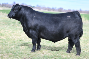 HF RISING STAR 82N
