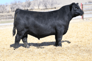 PINE COULEE NEW RULES 151L