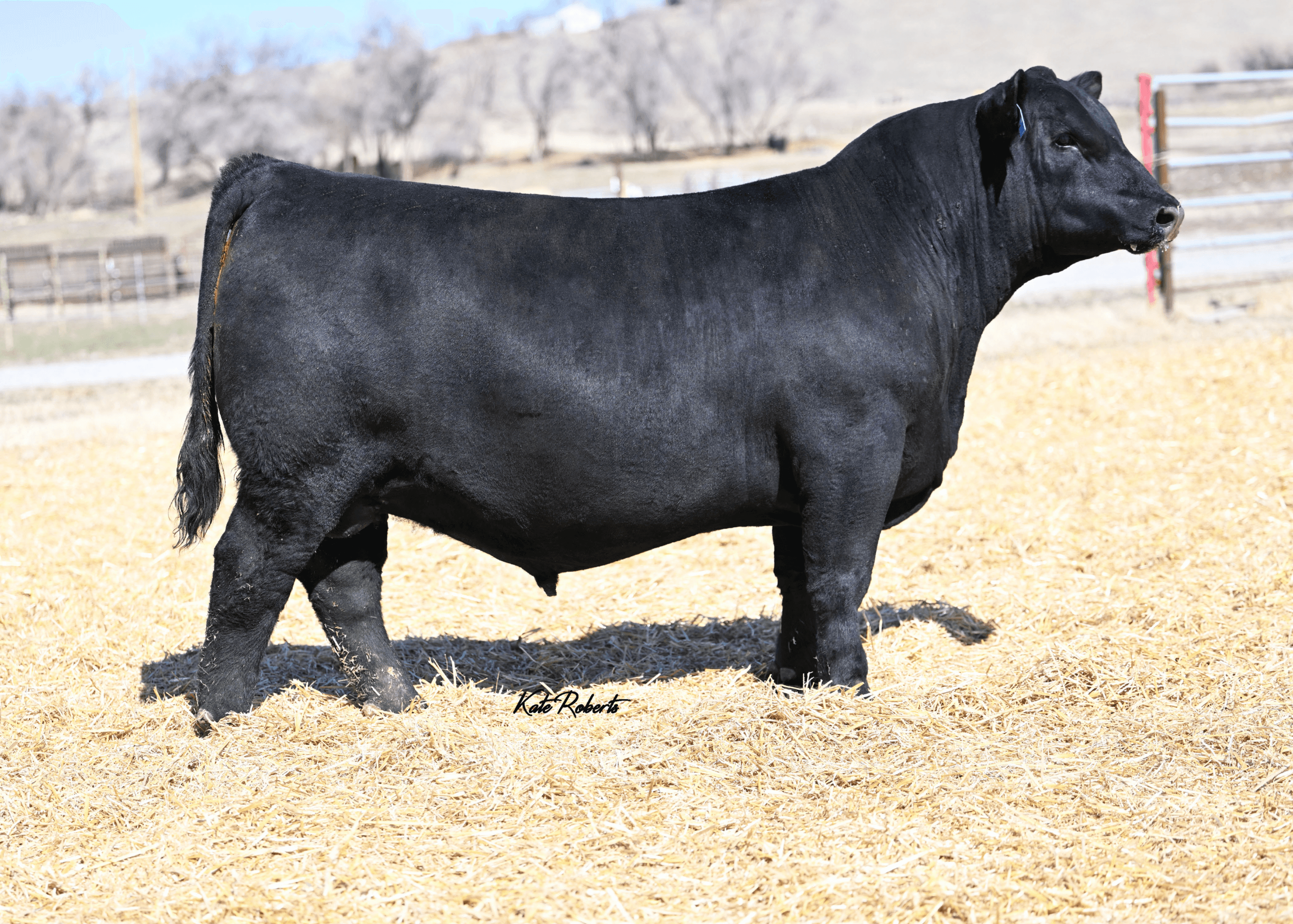 PINE COULEE NEW RULES 151L