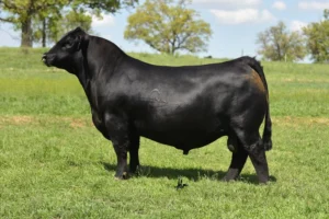 GCC CAPTIVATE 4083